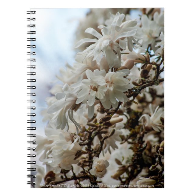 Starry Magnolia 5781 Notebook (Front)