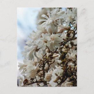 Starry Magnolia 5871 Postcard
