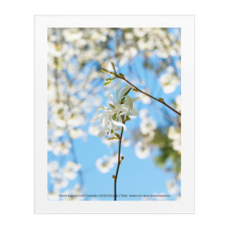 Starry Magnolia 6490 Acrylic Print