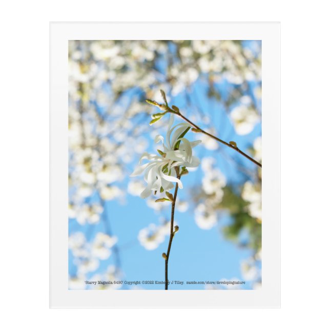 Starry Magnolia 6490 Acrylic Print (Front)