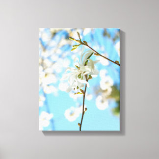 Starry Magnolia 6490 Canvas Print