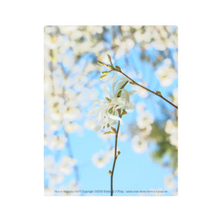 Starry Magnolia 6490 Metal Print