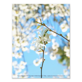 Starry Magnolia 6490 Photo Print