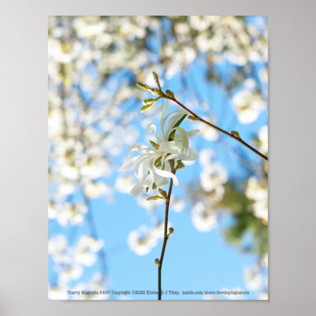 Starry Magnolia 6490 Poster (Front)