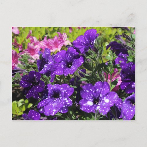Starry Night Petunia flower postcard
