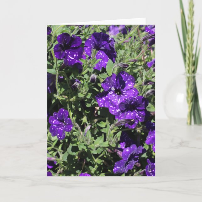 Starry Night Petunia greeting card (Front)