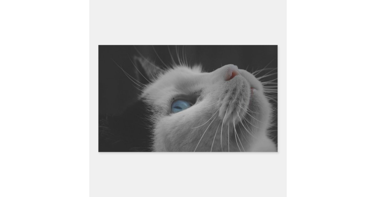 Starry Night Sky Black White Cat With Blue Eyes Rectangular