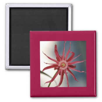 Starry Orchid Magnet by pulsDesign at Zazzle
