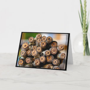 Stars along the Rio Grande Cotton Wood Trees Card