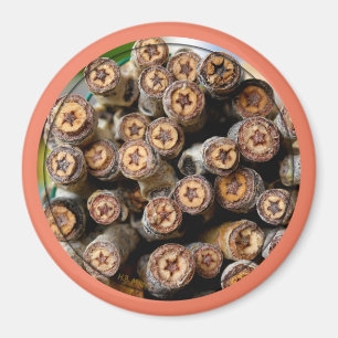 Stars along the Rio Grande Cotton Wood Trees Magnet