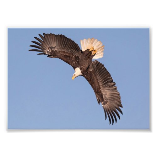 Starting To Dive Bald Eagle  Photo Print