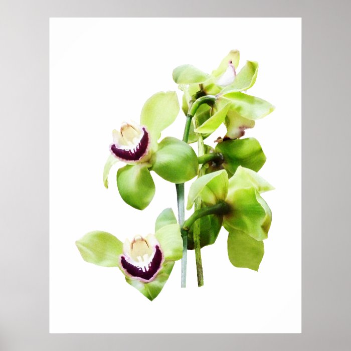 STARTING UNDER $20   Green Cymbidium Orchids Posters