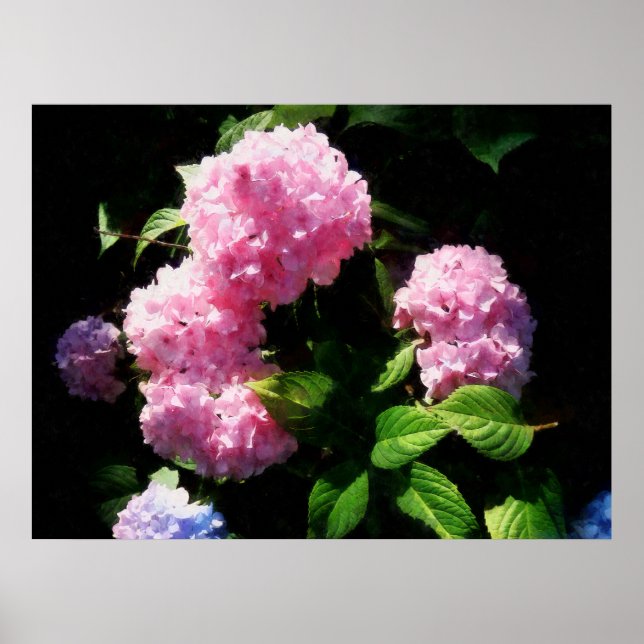 STARTING UNDER $20 - Hydrangea in Sunshine Poster (Front)