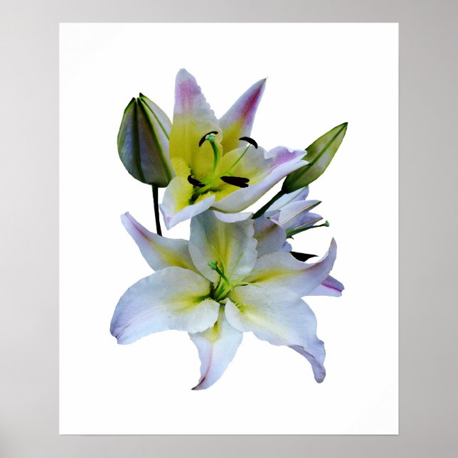 STARTING UNDER $20 - Lovely White Lilies Poster (Front)