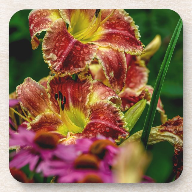 "Startle" Daylily Beverage Coaster (Front)
