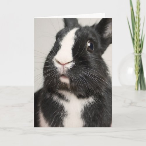 Startled Black and White Bunny Rabbit Card