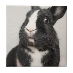 Startled Black and White Bunny Rabbit Ceramic Tile