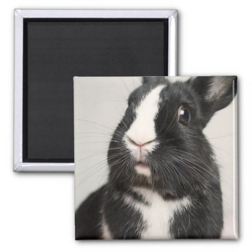 Startled Black and White Bunny Rabbit Magnet