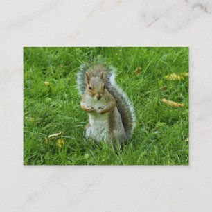 Startled Grey Squirrel, Bute Park, Cardiff Business Card