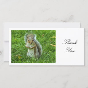 Startled Grey Squirrel - Thank You