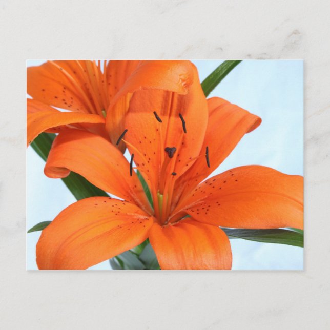 Startling Orange Tiger Lily Postcard (Front)