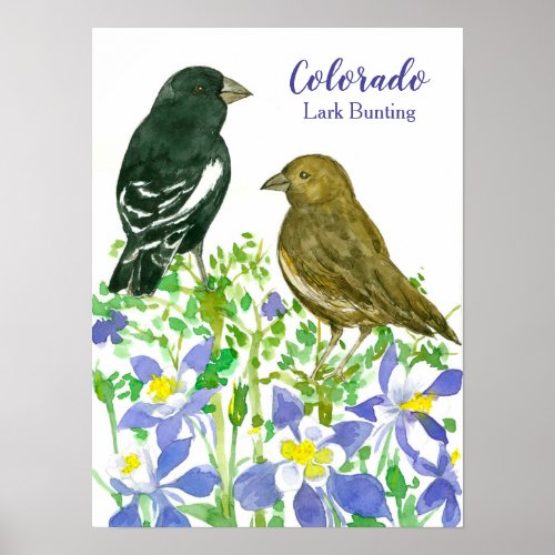 State Bird of Colorado Lark Bunting Wildflowers Poster