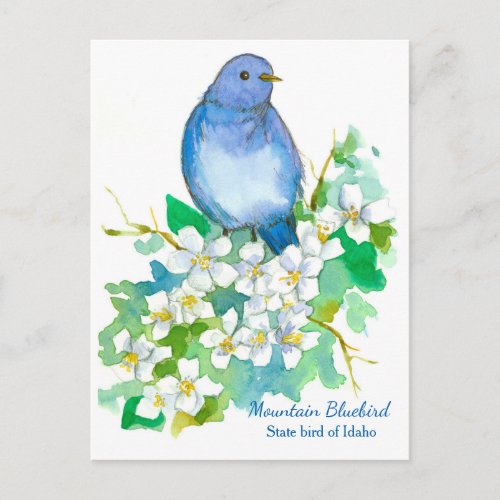 State Bird of Idaho Mountain Bluebird Postcard
