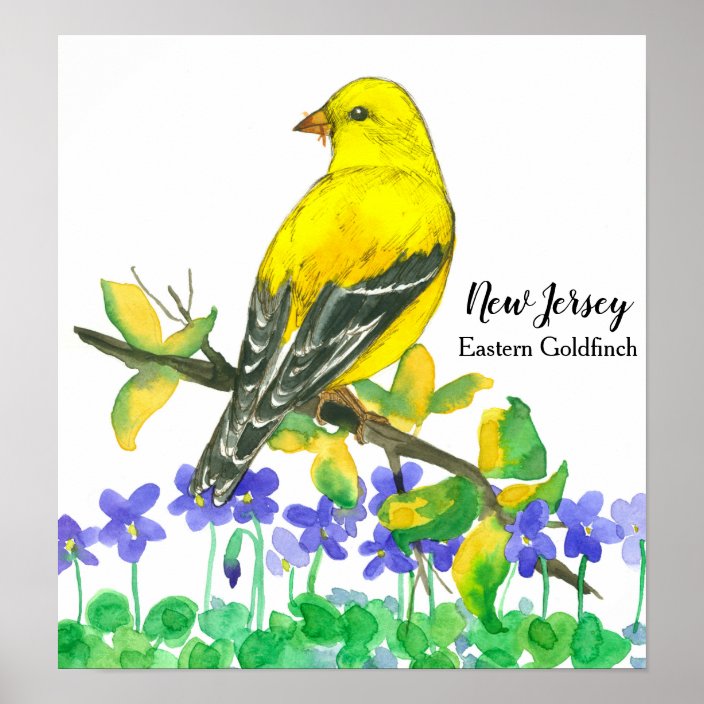 State Bird of New Jersey Eastern Goldfinch Poster | Zazzle.com
