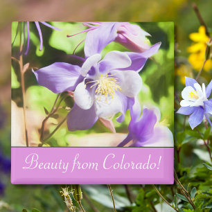 State Flower Colorado Rocky Mountain Columbine Magnet