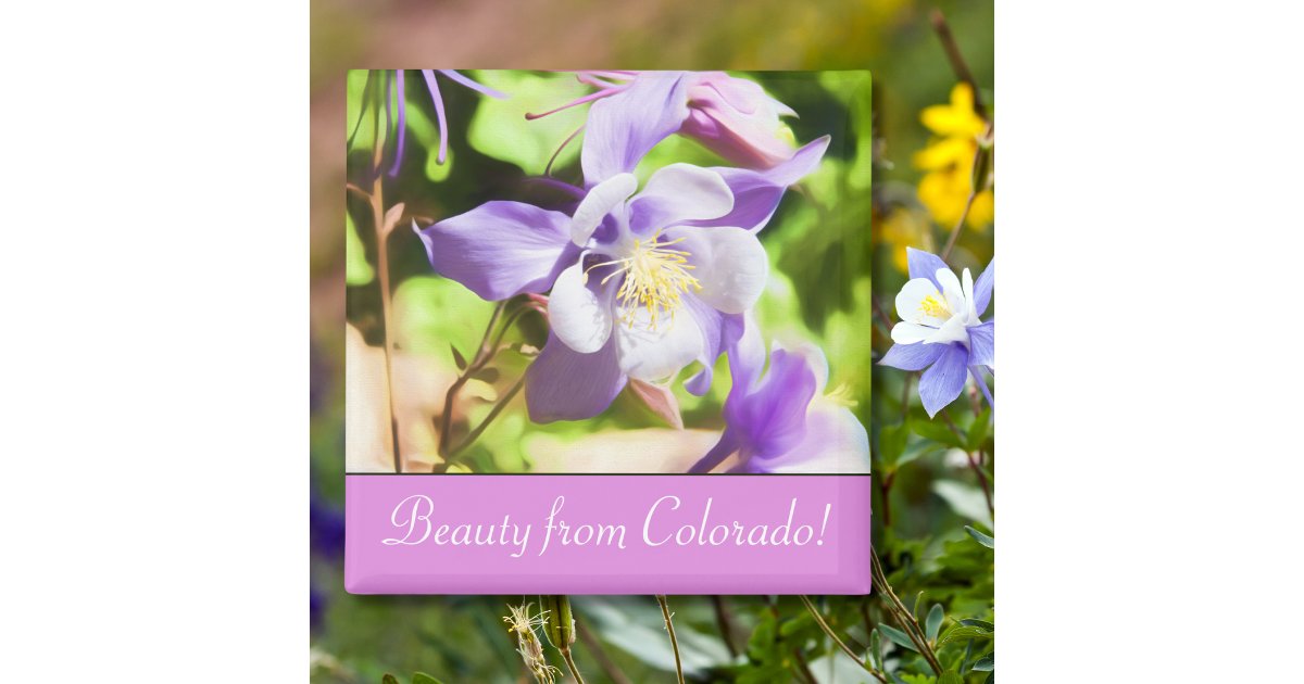 State Flower Colorado Rocky Mountain Columbine Magnet | Zazzle