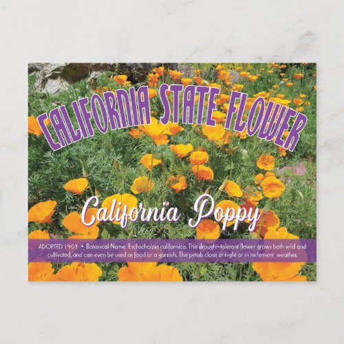 State Flower of California the California Poppy Postcard