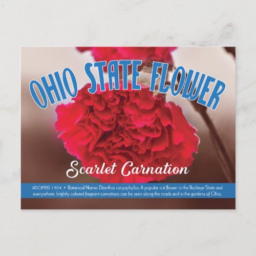 State Flower of Ohio the Scarlet Carnation Postcard