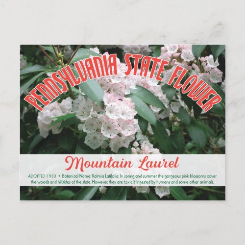State Flower of Pennsylvania the Mountain Laurel Postcard