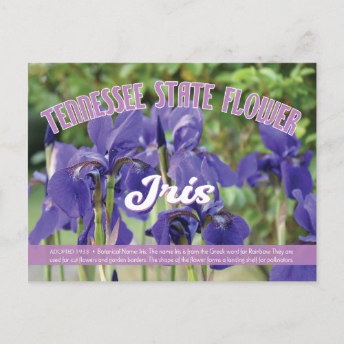 State Flower of Tennessee the Iris Postcard