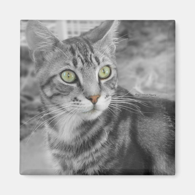 State of Wonderment Magnet (Front)