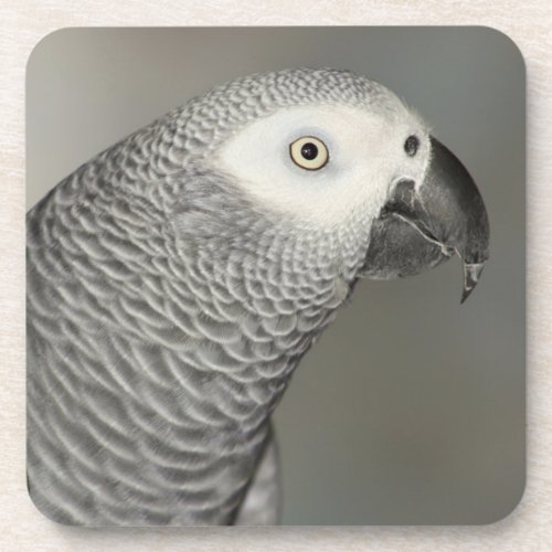 Stately African Gray Parrot Coaster