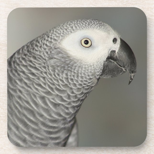 Stately African Gray Parrot Coaster (Front)