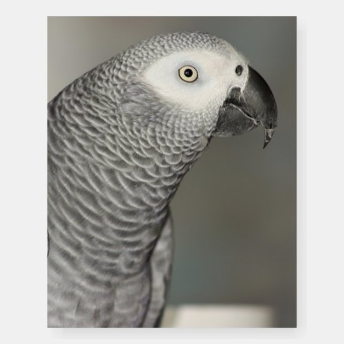 Stately African Grey Parrot Foam Board