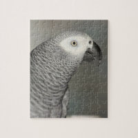 Stately African Grey Parrot