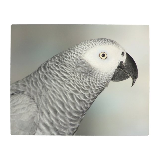 Stately African Grey Parrot Metal Print (Front)