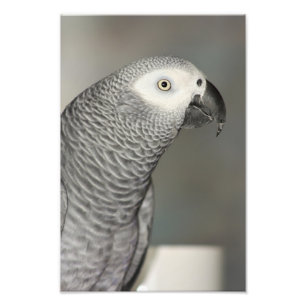 Stately African Grey Parrot Photo Print