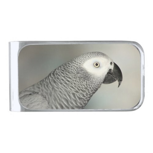 Stately African Grey Parrot Silver Finish Money Clip