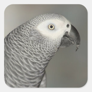 Stately African Grey Parrot Square Sticker
