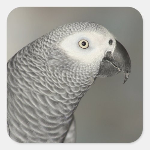 Stately African Grey Parrot Square Sticker