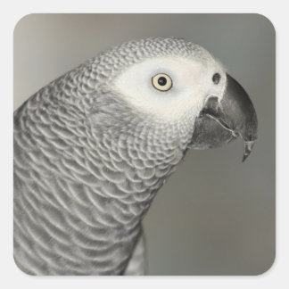 Stately African Grey Parrot Square Sticker