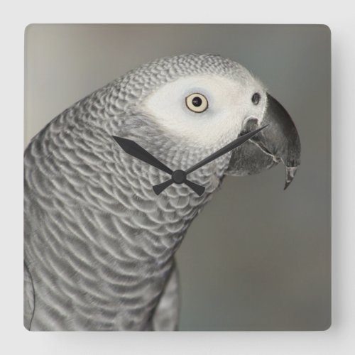 Stately African Grey Parrot Square Wall Clock