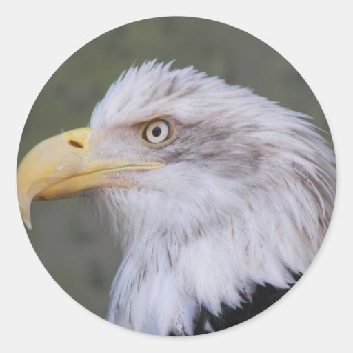 8,000+ Bald Eagle Stickers and Bald Eagle Sticker Designs | Zazzle