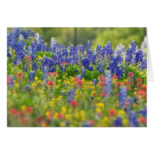 Stately Bluebonnets Card (Front Horizontal)