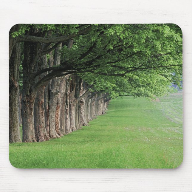 Stately row of trees, Louisville, Kentucky. Mouse Pad (Front)