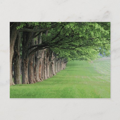 Stately row of trees Louisville Kentucky Postcard